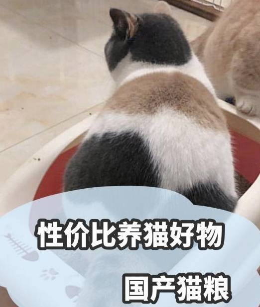 苹果什么版的手机便宜又好:什么猫粮牌子又便宜又好？性价比养猫好物の馋不腻全价猫粮！