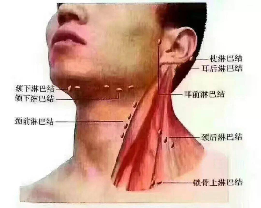 有道词典5.4.2苹果版:每日小知识：️为什么抢着做淋巴排毒？