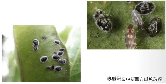 苹果7韩版背面:黑刺粉虱防治时间表