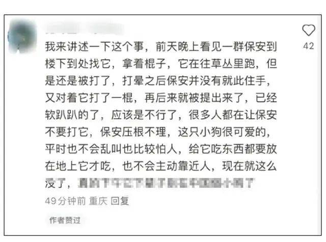 流浪狗被驱赶处置致死，涉事保安停职-第5张图片-太平洋在线下载