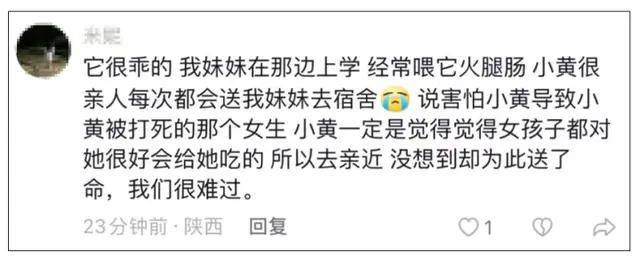 流浪狗被驱赶处置致死，涉事保安停职-第6张图片-太平洋在线下载