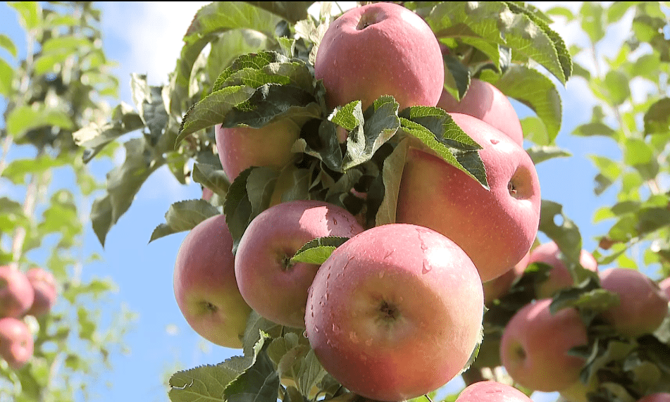 苹果丰收城版花城版的简单介绍-第4张图片-QuickQ官网 苹果丰收城版花城版的简单介绍-第4张图片-QuickQ官网