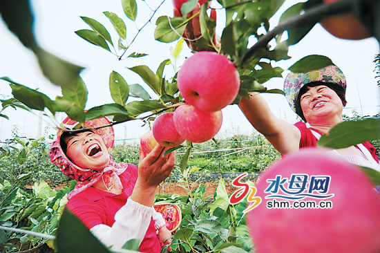 苹果丰收城版花城版的简单介绍-第5张图片-QuickQ官网 苹果丰收城版花城版的简单介绍-第5张图片-QuickQ官网