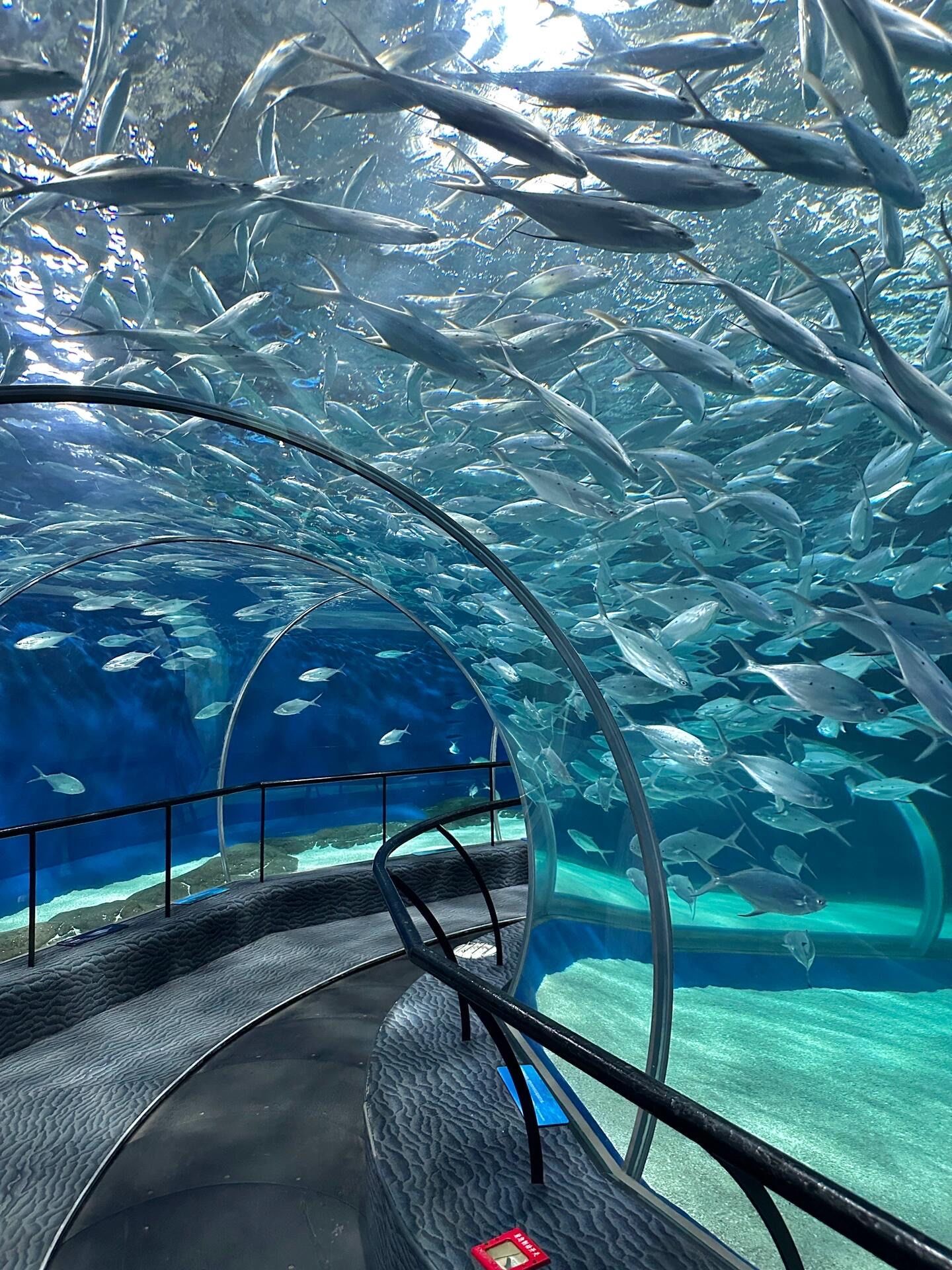 梦幻水族馆手机版(梦幻水族馆是什么软件)-第3张图片-QuickQ官网